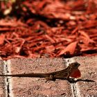 Brown Anole lizard