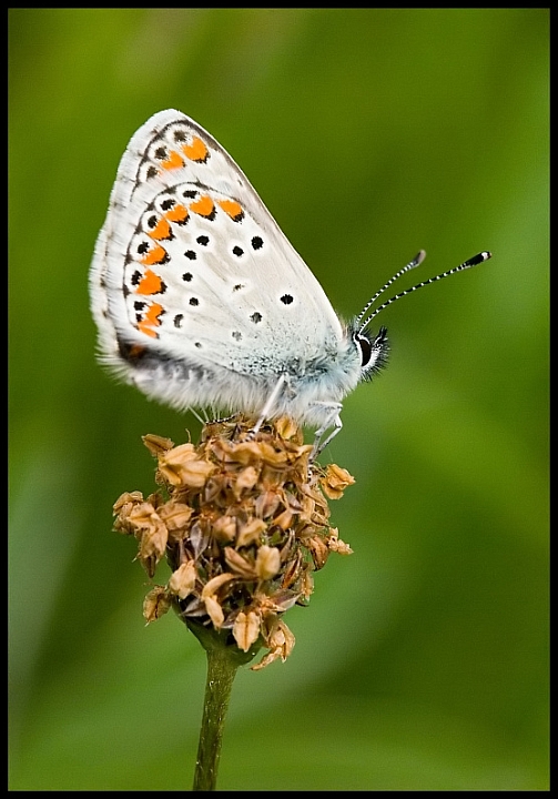 Brown Argus (Aricia agestis)