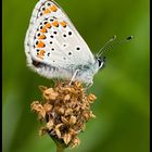 Brown Argus (Aricia agestis)