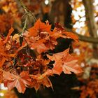 brown autumn leaves