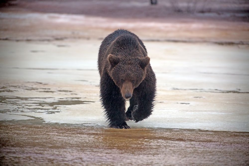 Brown Bear 2