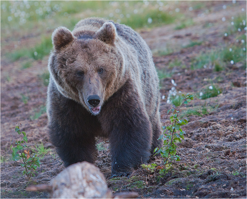 Brown bear