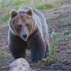 Brown bear