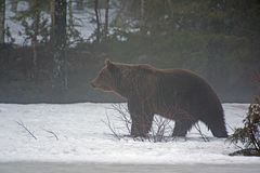 Brown Bear 3