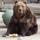 Brown Bear