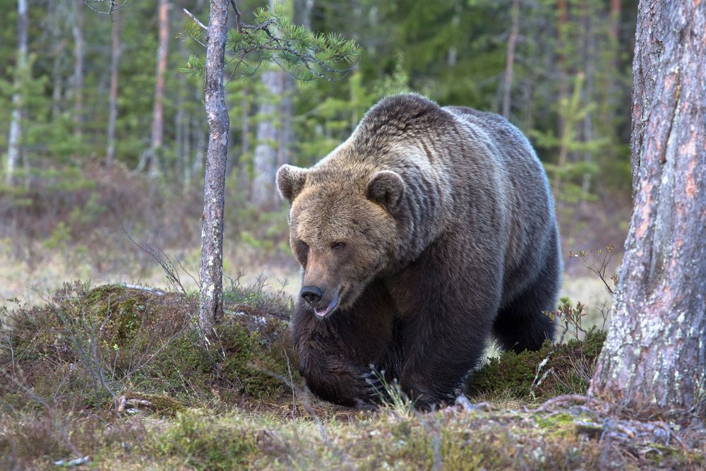 Brown Bear adult