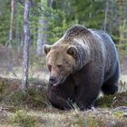 Brown Bear adult