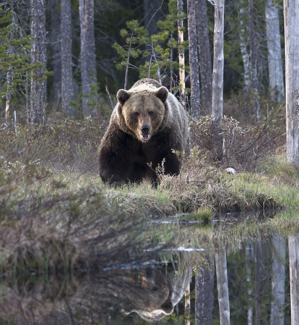 Brown Bear adult II