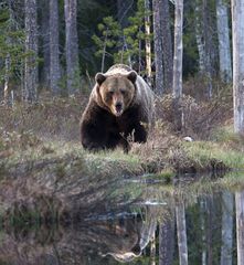 Brown Bear adult II