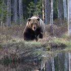 Brown Bear adult II