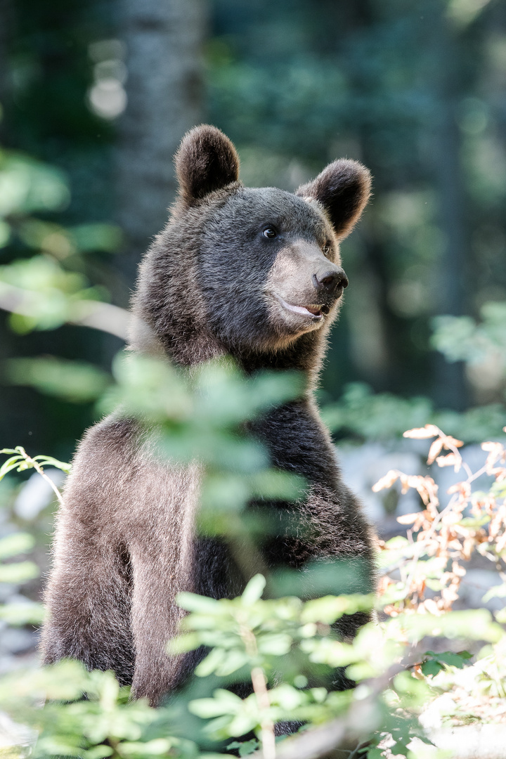 Brown Bear