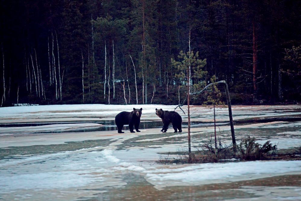 Brown Bear