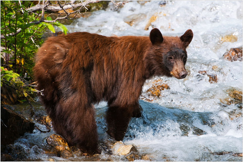 [ Brown Bear Cub ]