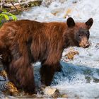 [ Brown Bear Cub ]