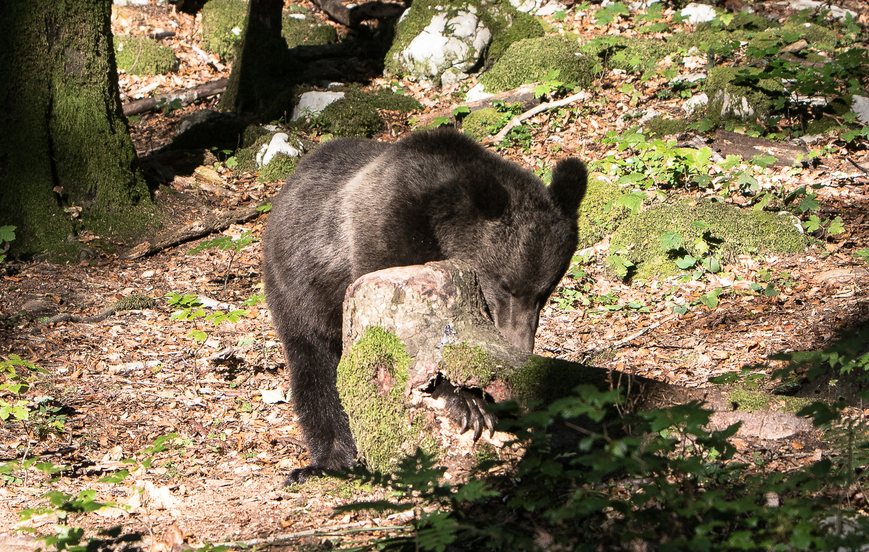 Brown Bear