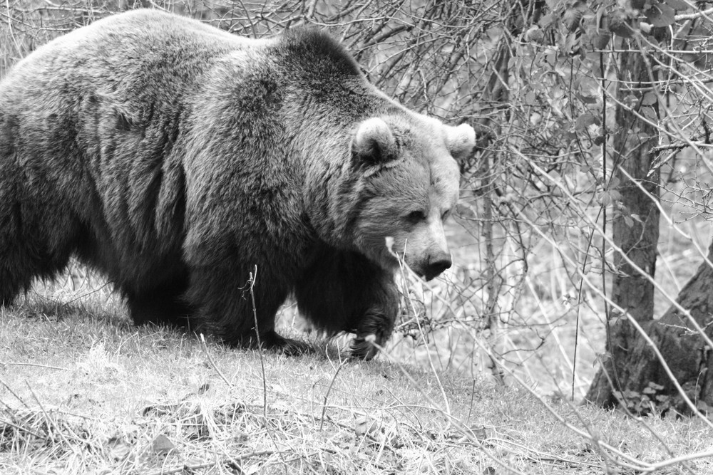 Brown Bear