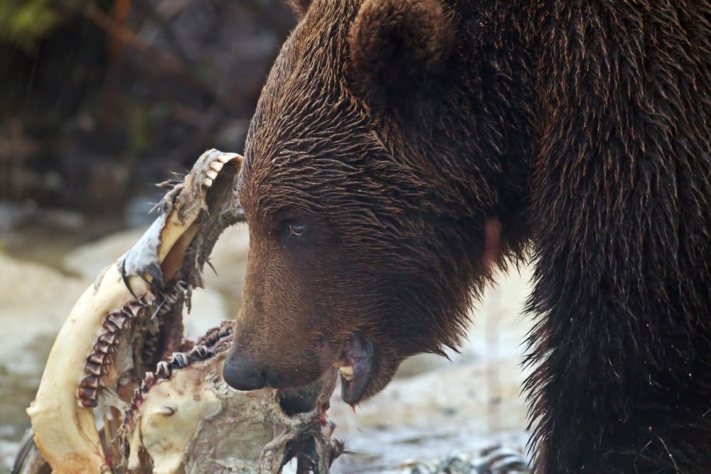 Brown Bear feeds on Elk