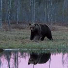 Brown Bear I