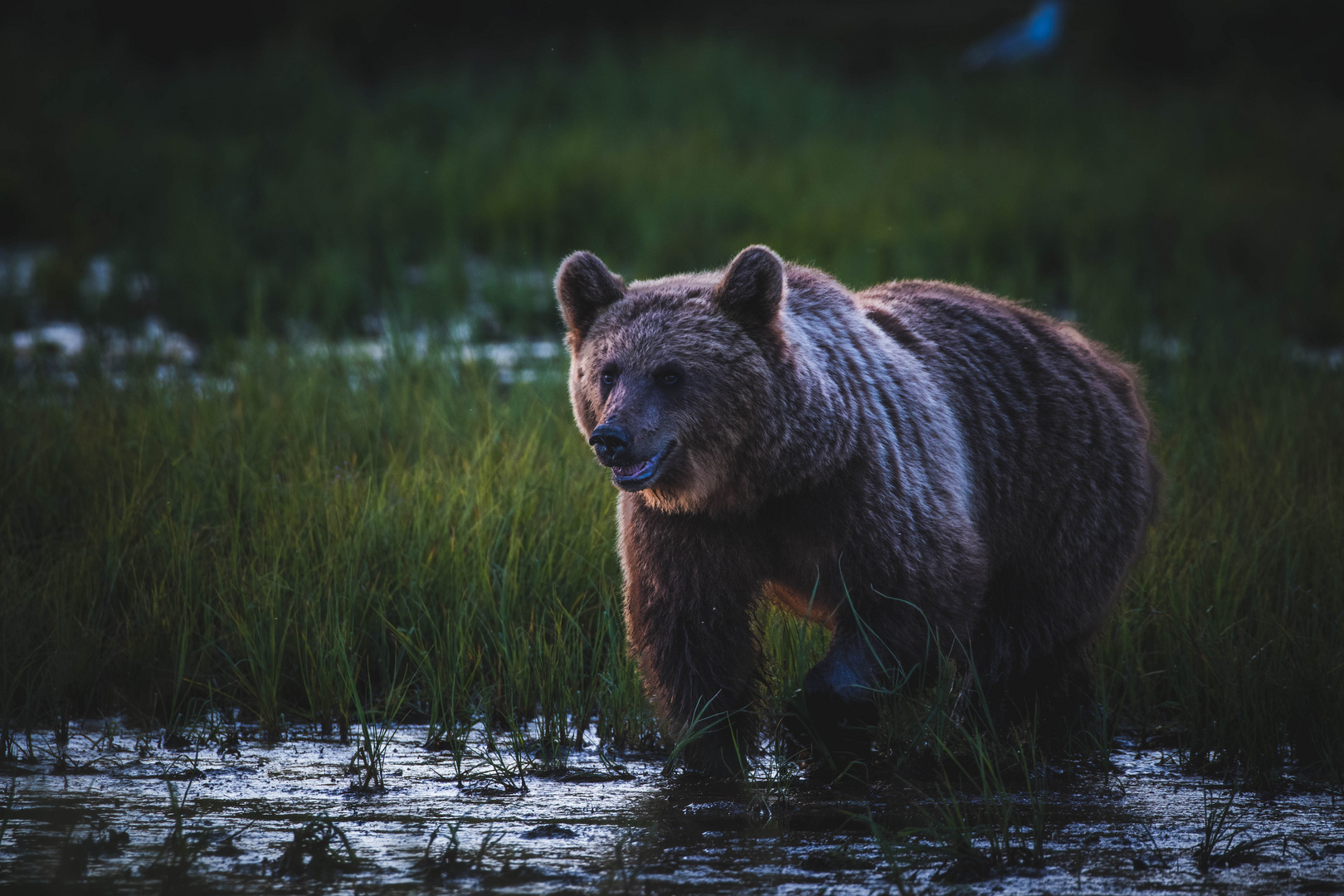 Brown bear in the Finnish wilderness