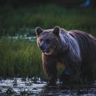 Brown bear in the Finnish wilderness