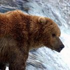 Brown Bear, Katmai NP, Brooks Falls
