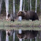 Brown Bear mother&son