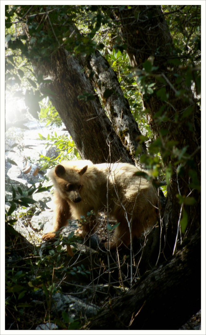 brown bear with bed head after a long winter's nap