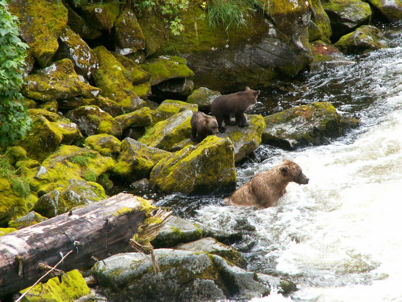 Brown bear with two cubs fishing-- Anan Bay Alaska Konica-Minolta