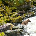 Brown bear with two cubs fishing-- Anan Bay Alaska Konica-Minolta