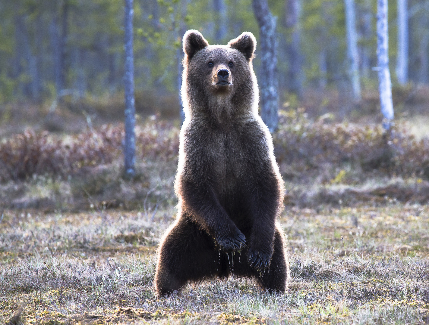 Brown Bear young