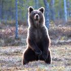 Brown Bear young