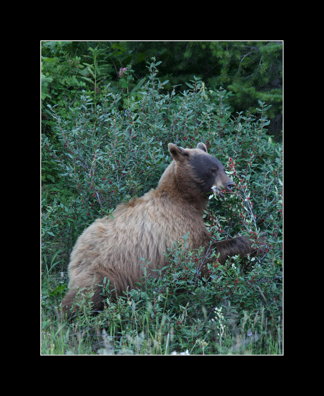 Brown Black Bear