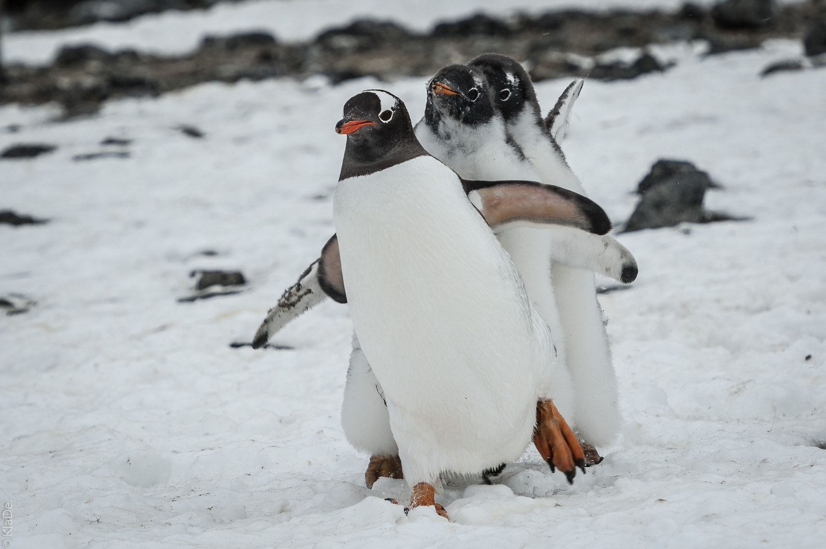 Brown Bluff - Eselspinguine - Flotter Dreier