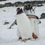 Brown Bluff - Eselspinguine - Flotter Dreier