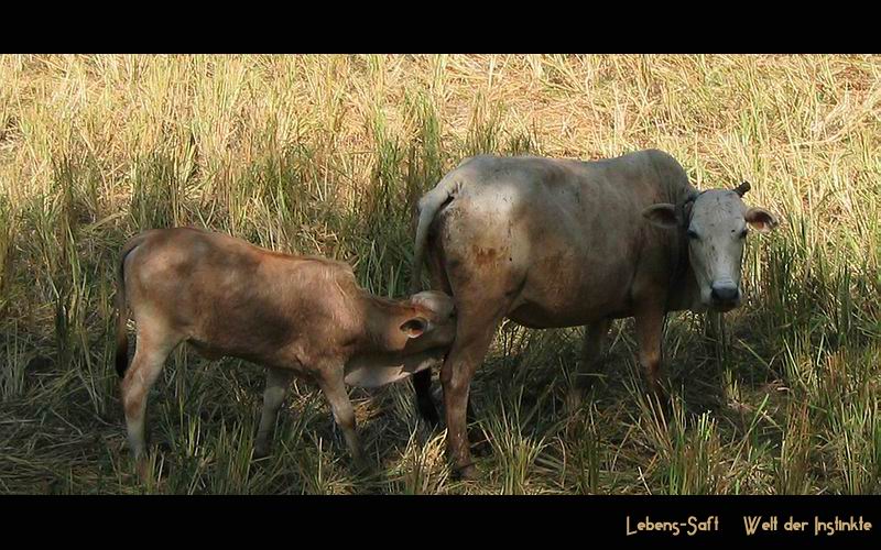 Brown Bull Energie Drink