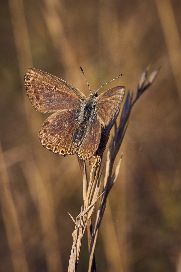 Brown but blue