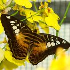 Brown butterfly on yellow