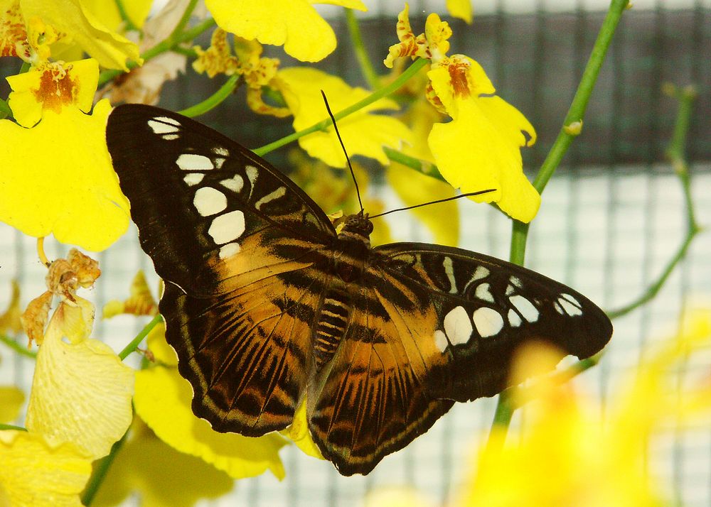 Brown butterfly on yellow