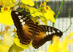 Brown butterfly on yellow