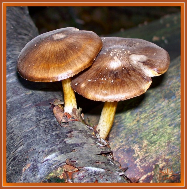 Brown Capped Fungi