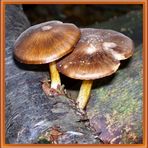 Brown Capped Fungi