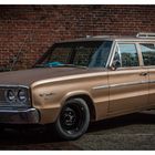 _Brown Coronet_