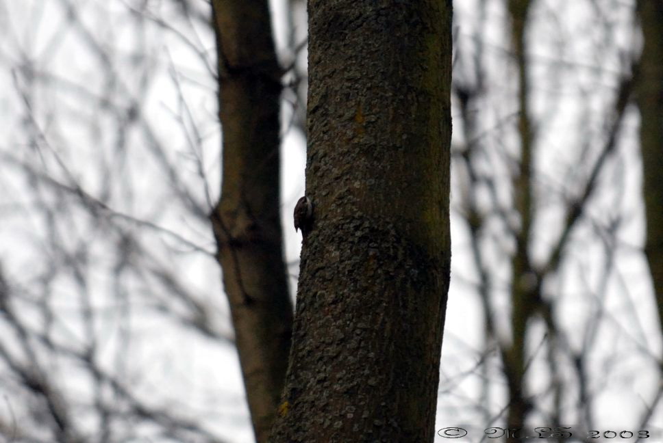 Brown Creeper