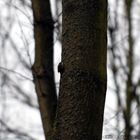 Brown Creeper