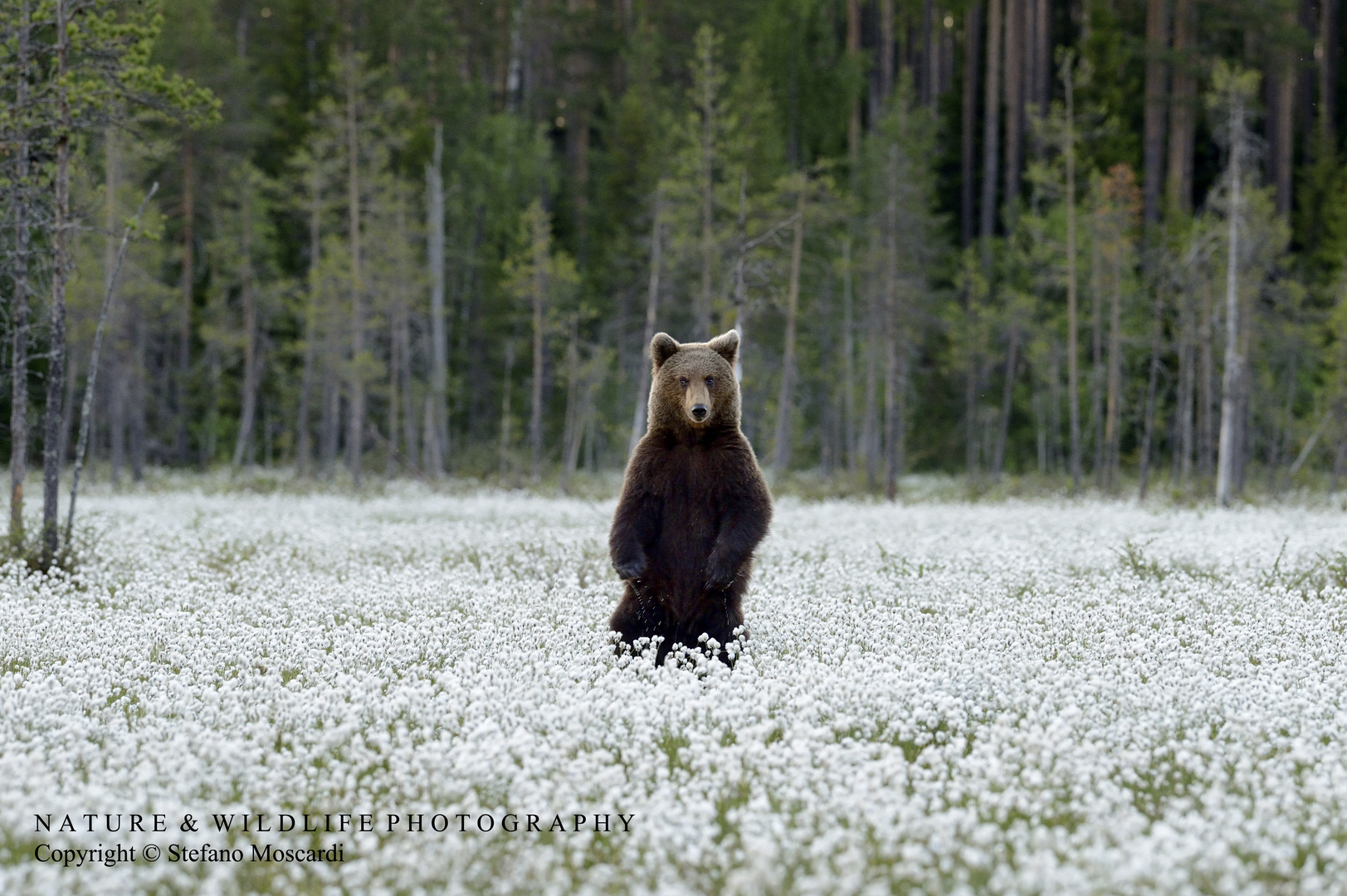 Brown european bear - Khumo (Finland)