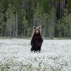 Brown european bear - Khumo (Finland)