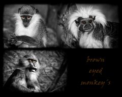 brown eyed monkey´s