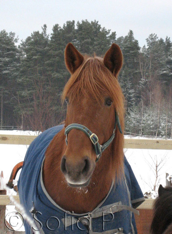 Brown eyes, blue blanket.