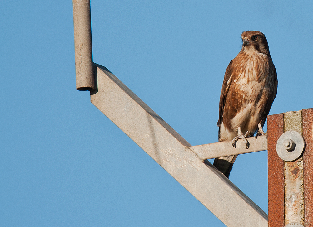 Brown Falcon