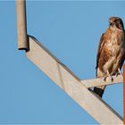 Brown Falcon